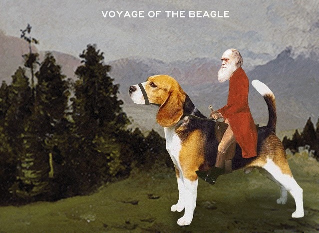 Darwin Galapagos & Vaughan Williams’ Cats