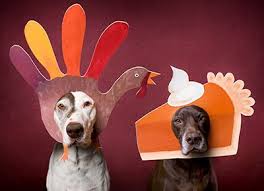 Thanksgiving Pet Safety Tips