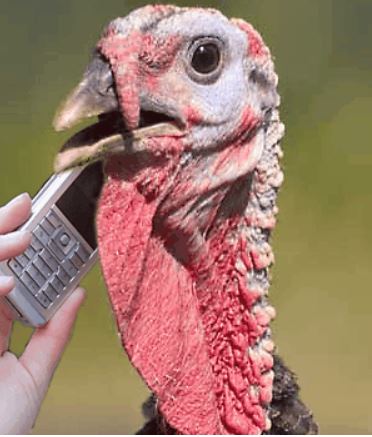 Thanksgiving Phone Fail Black Friday Upgrade