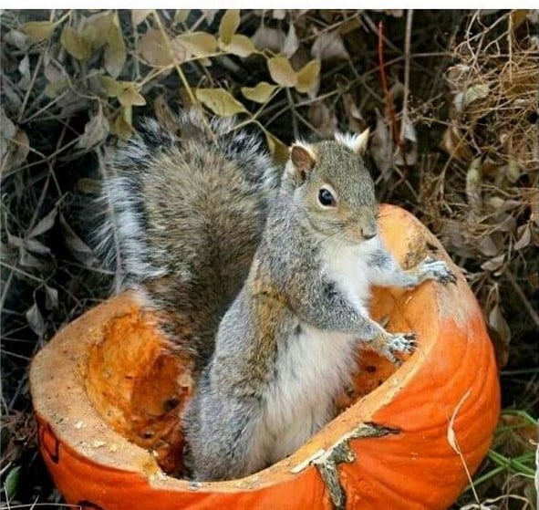 Support Classical Music Radio WWFM Donate Now