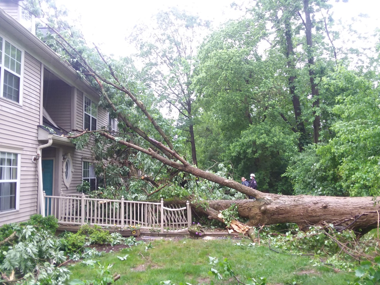 Tree’s Age Revealed Crushing Windshield
