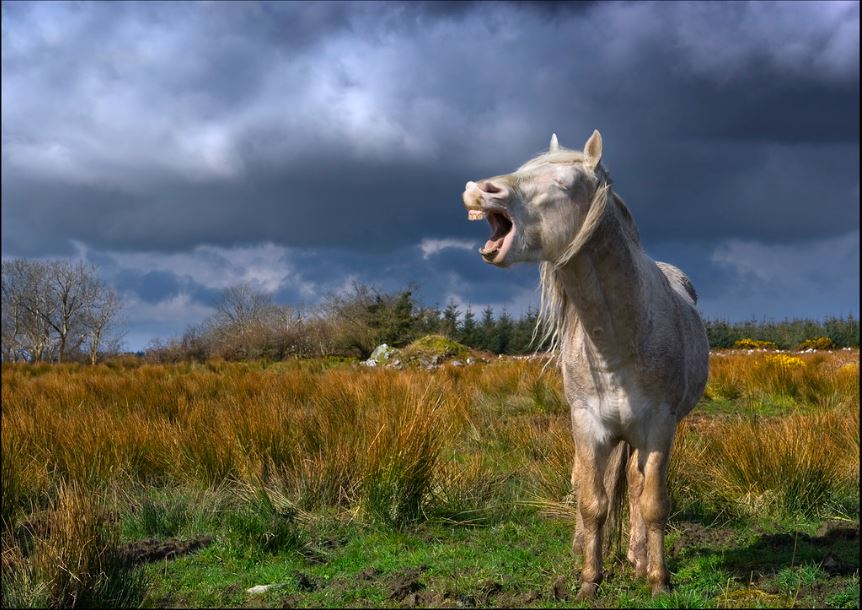 Horse Opera Crossword Saddle Up & Solve