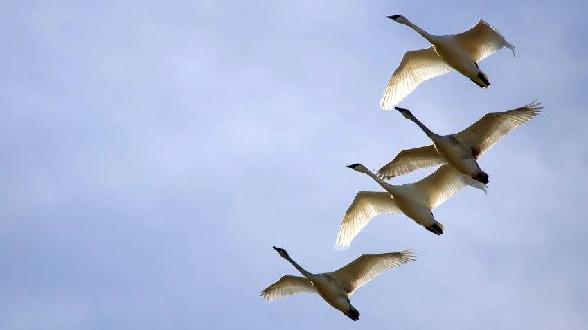 Finnish Birdsong Music This Sunday