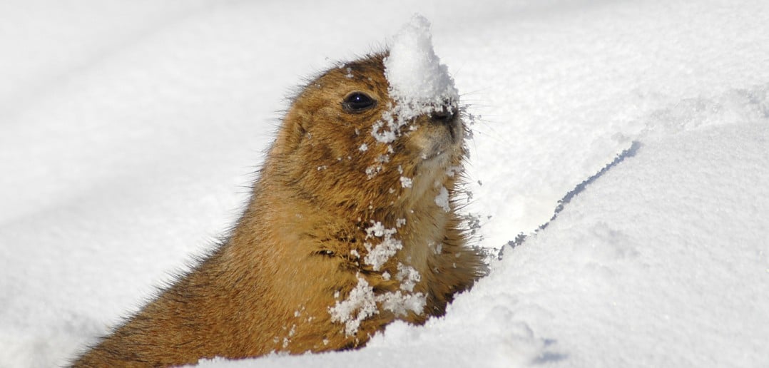 Punxsutawney Phil Sees Shadow Winter’s Back