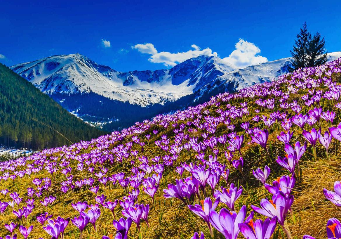 Discover Polish Composers on The Lost Chord