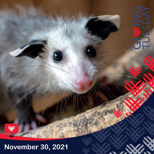 Mercer County Wildlife Center Needs Your Help! #GivingTuesday