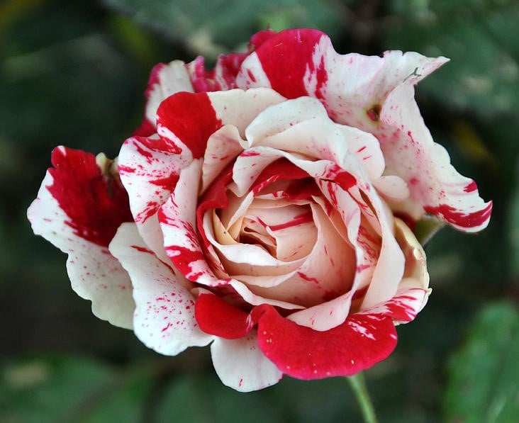 Christmas Roses Distler and Waldteufel