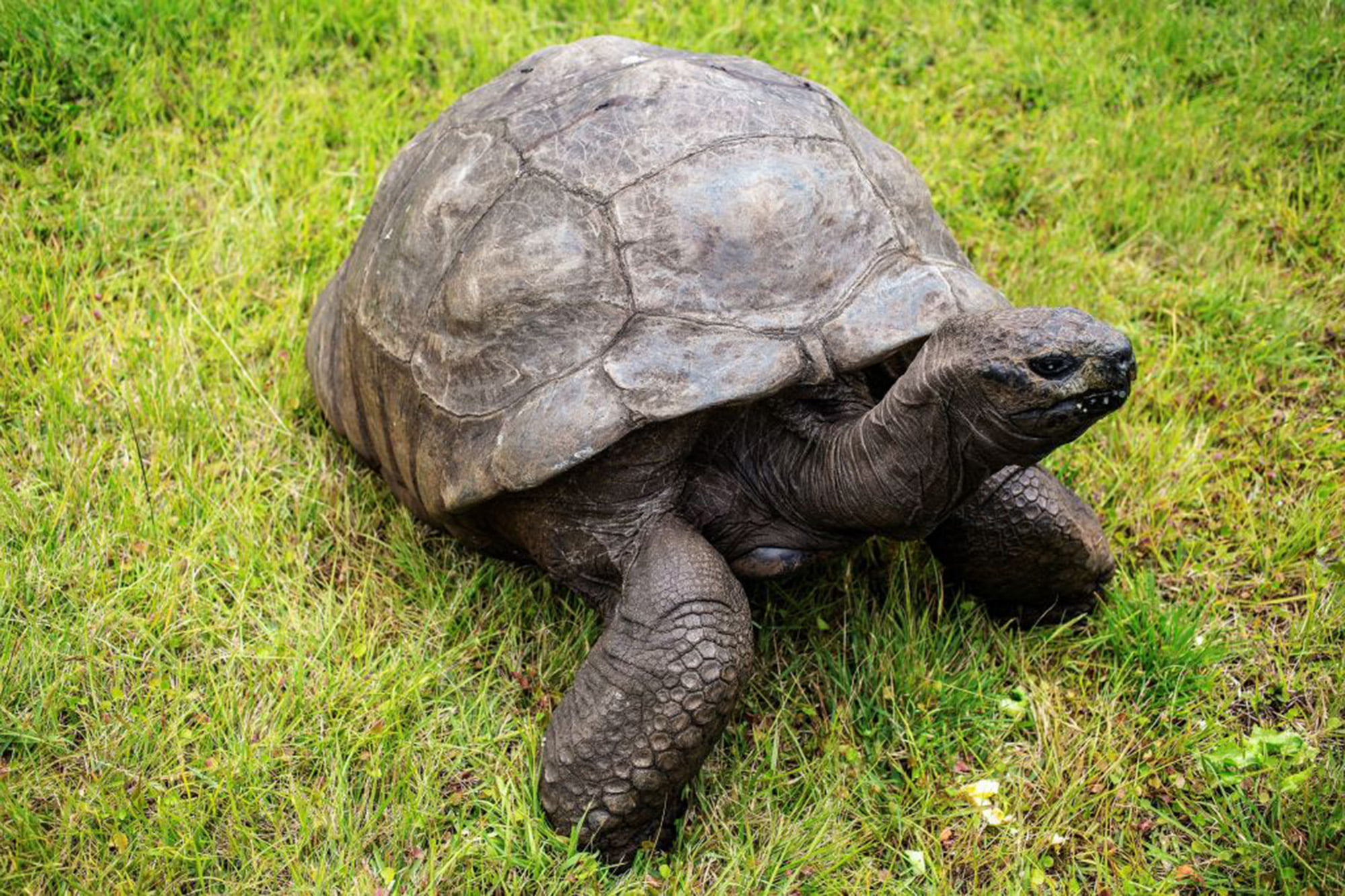 Jonathan the Tortoise Oldest Animal on Earth