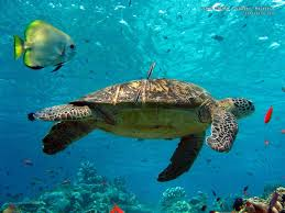 Earth Day Sculthorpe’s “Earth Cry”