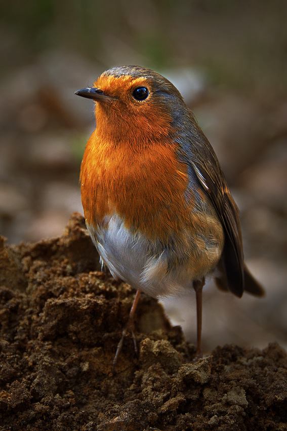 Spring Movies Renewal and Second Chances