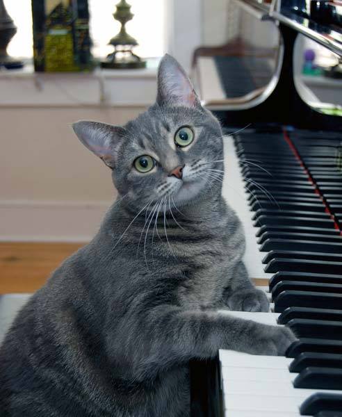 Piano Playing Cats Go Viral