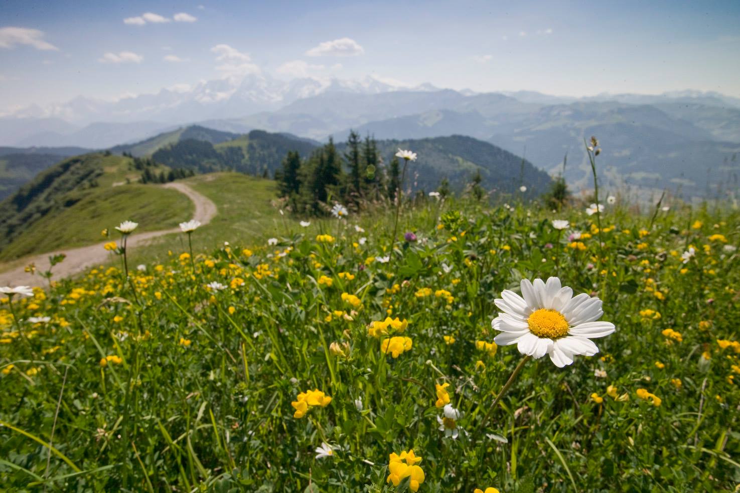 Honegger’s Summer Pastoral Alps Serenity