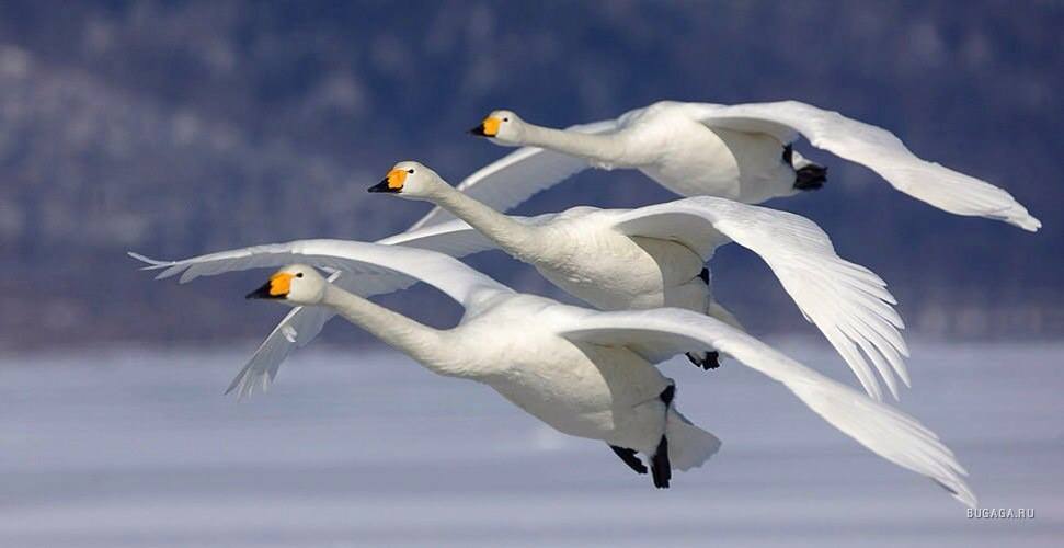 Sibelius 5th Symphony Anniversary Celebration