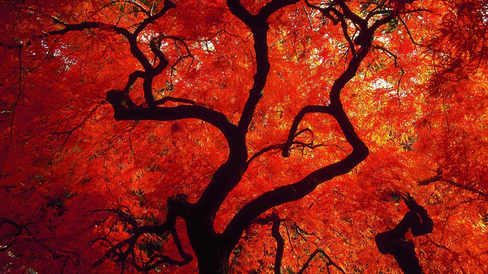 Autumn Music on WPRB & Bravura’s Season