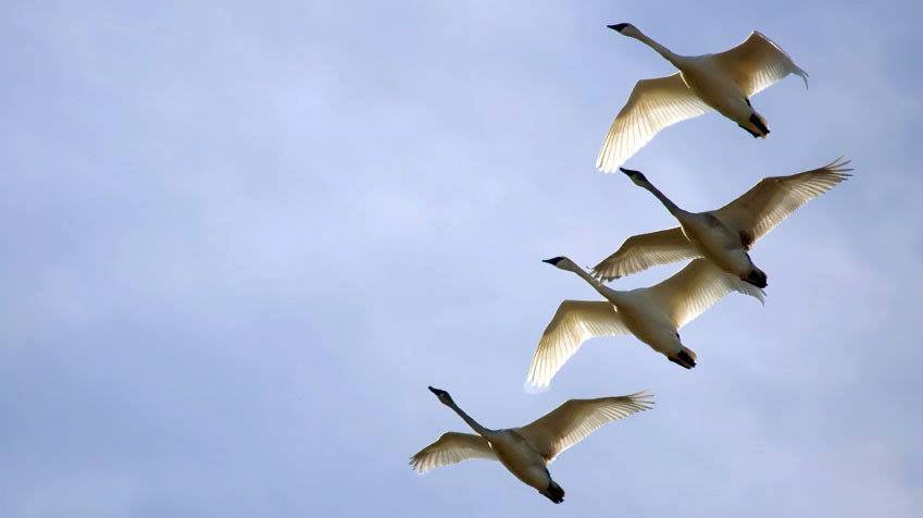 Finnish Music Takes Wing on The Lost Chord