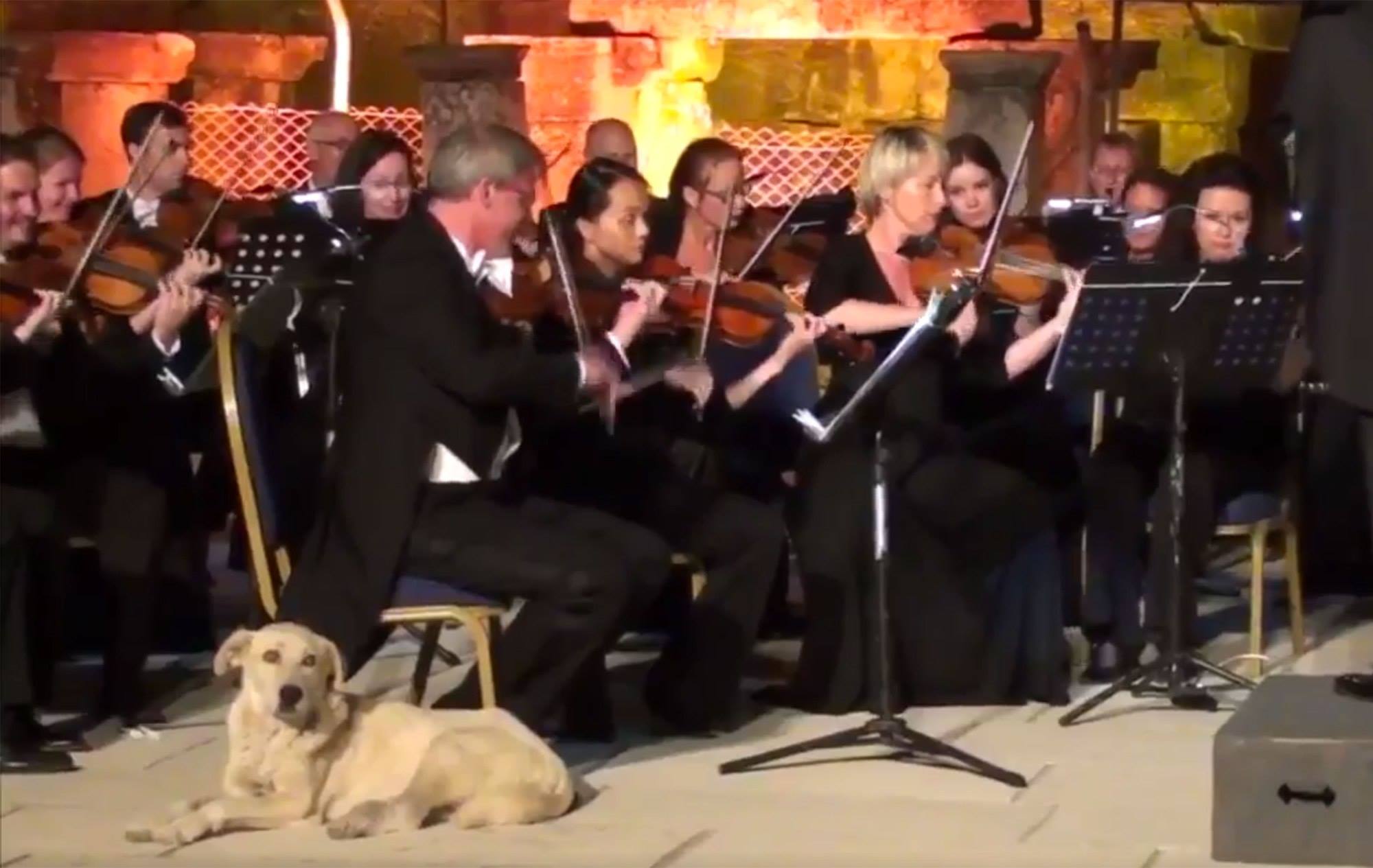 Dog Crashes Orchestra Hilarious Video