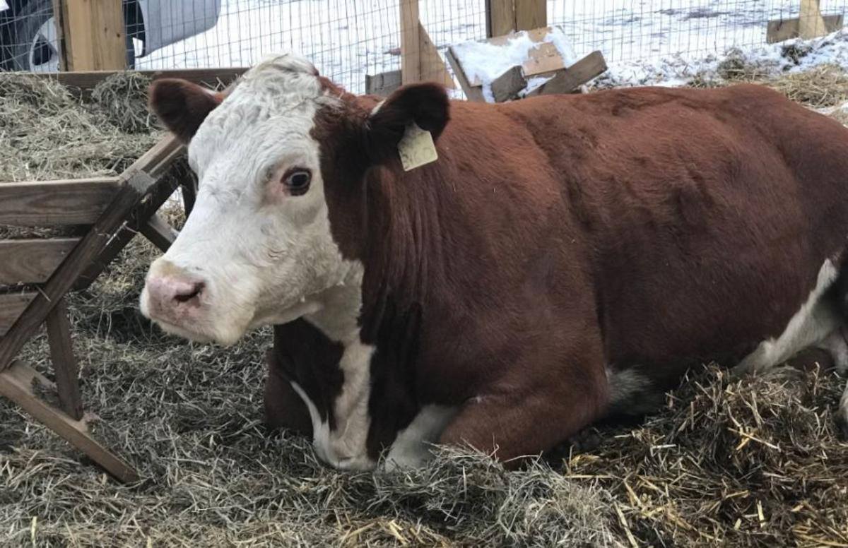 Philly Cow Escapes Nativity Twice