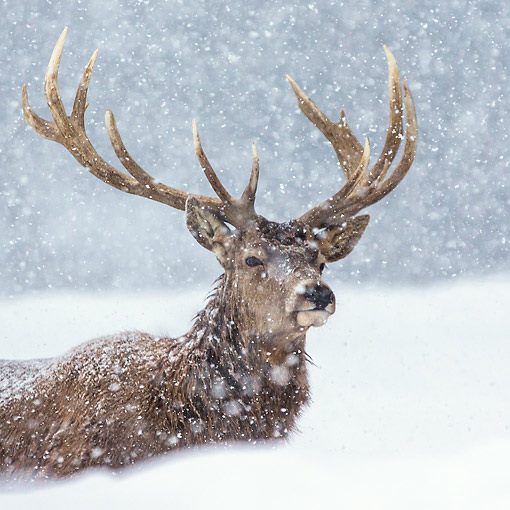 13 Winter Classics Perfect for a Snowy Day