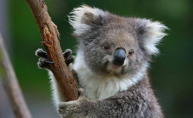 Australian Composers Brumby Sculthorpe Hill