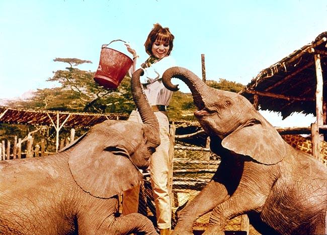 Wild Movie Soundtracks Picture Perfect