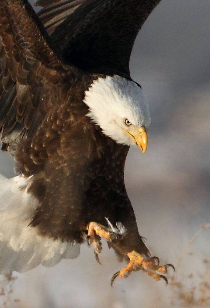 Eagles Win Celebrated With Eagle-Inspired Music