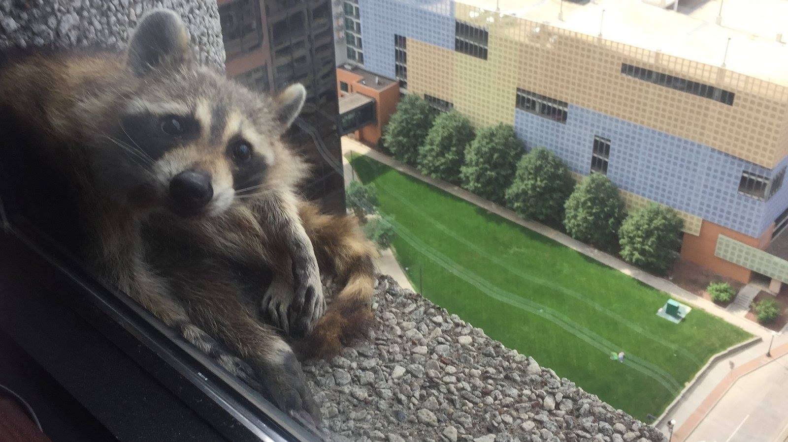 MPR Raccoon a Twin Cities Triumph