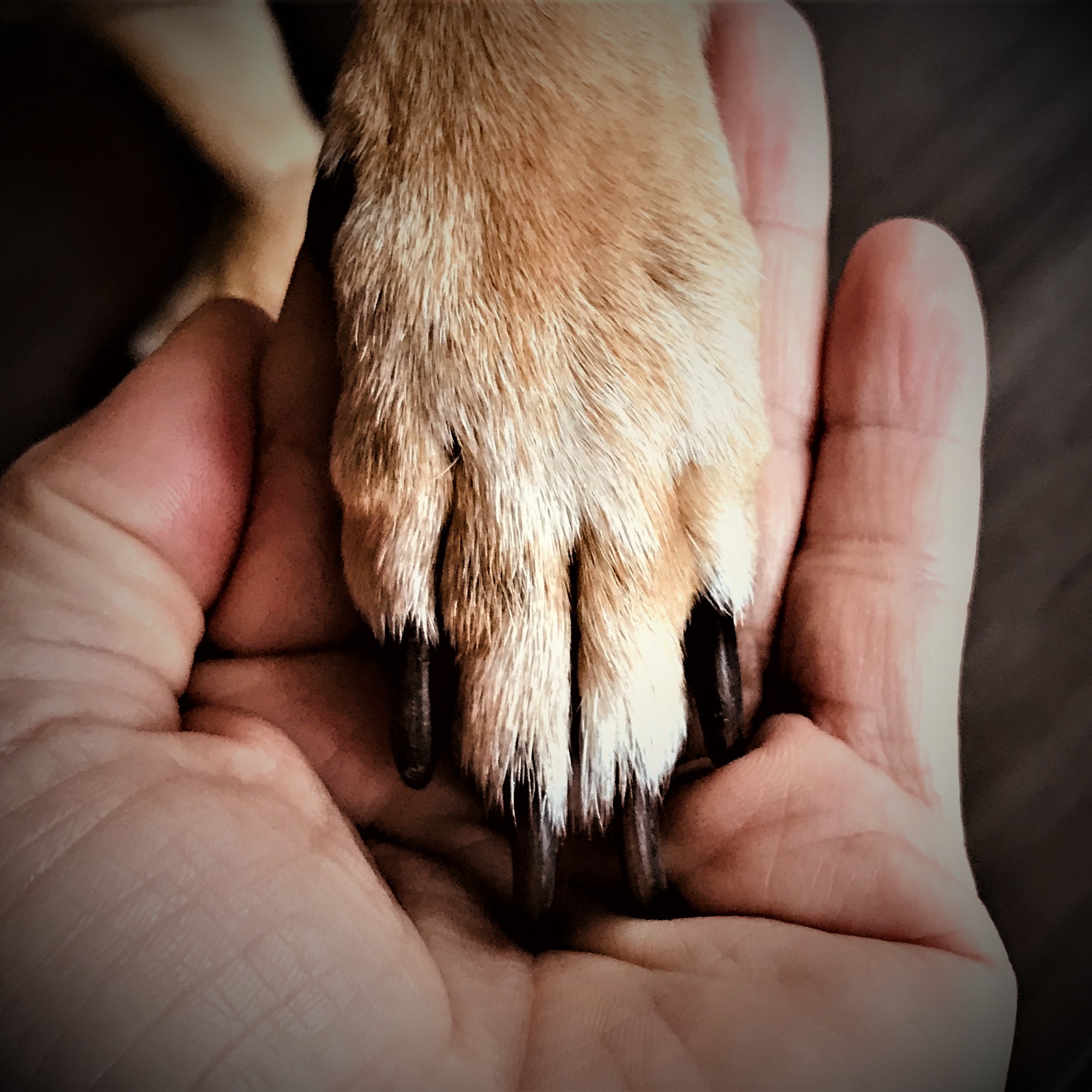 Giving Tuesday Animal Charity Thanksgiving