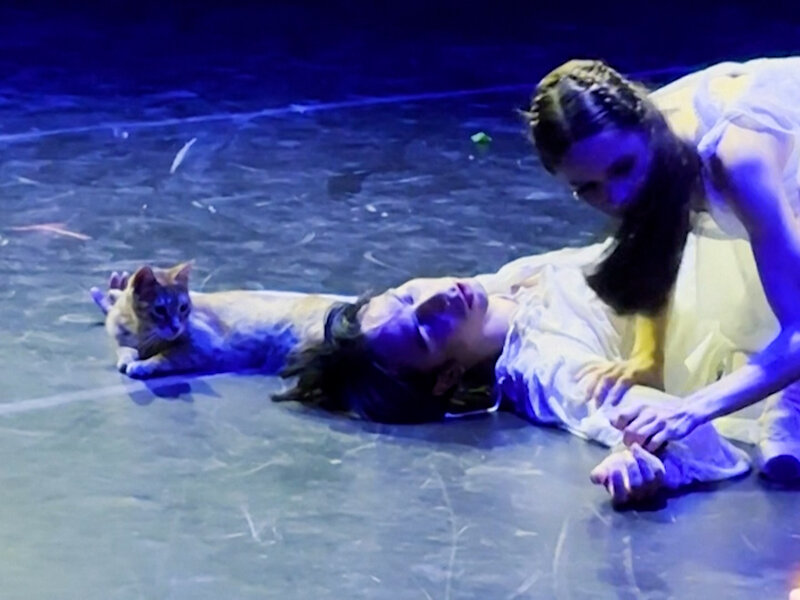 Romeo and Juliet Ends in Cat-astrophe
