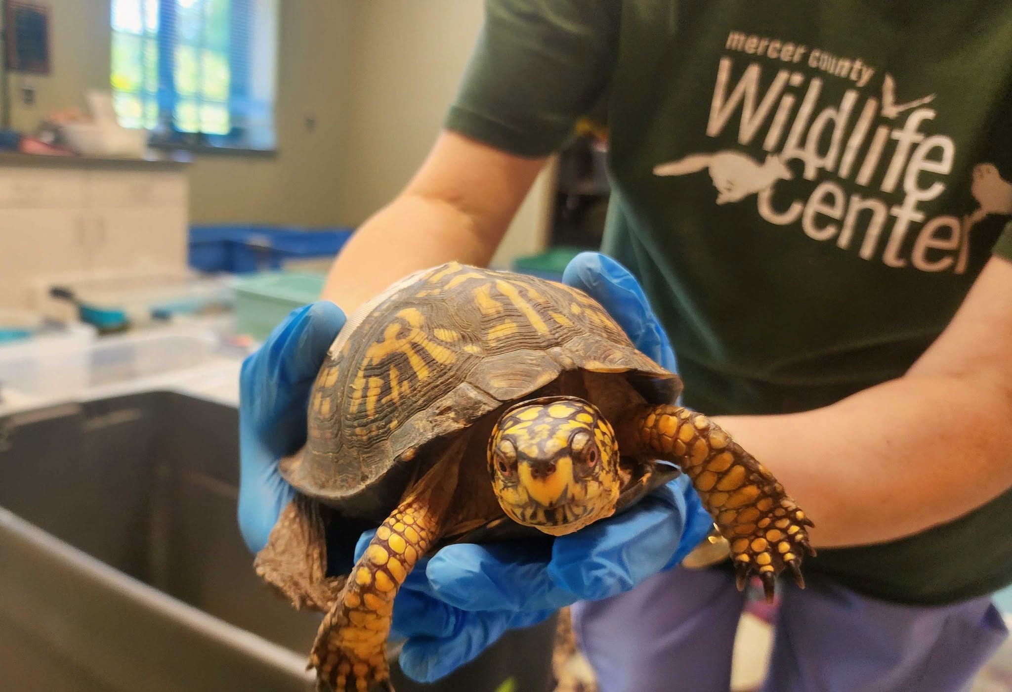Turtle Intermezzo in Mercer County, New Jersey